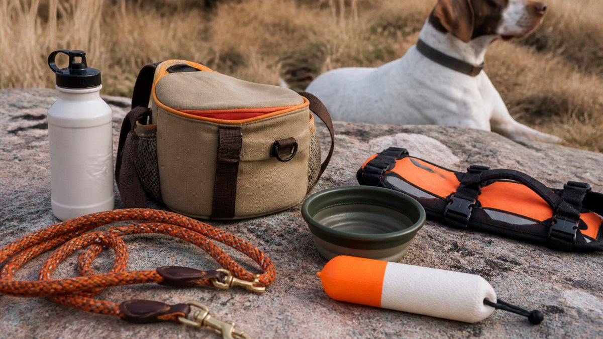 5 Essential Field Gear Items for Pointer Breeds