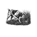 American Brittany Pointing- Sticker