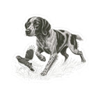 Brittany Pointing- Sticker